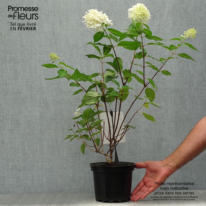 Amostra de Hortênsia paniculata Silver Dollar Vaso de 3 L/4 L tal como entregue no outono
