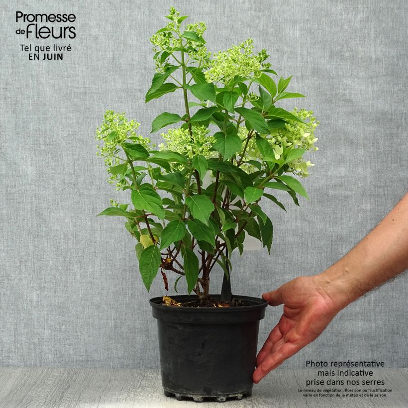 Amostra de Hortênsia paniculata Silver Dollar Vaso de 3 L/4 L tal como entregue no verão