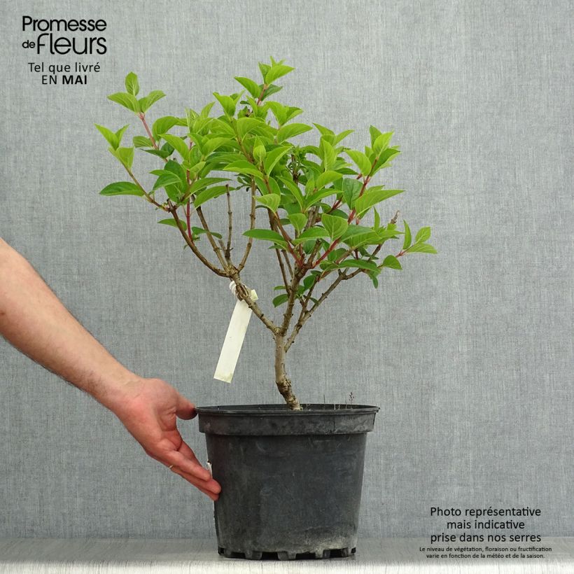 Amostra de Hortênsia paniculata Silver Dollar Vaso de 7,5 L/10 L tal como entregue na primavera
