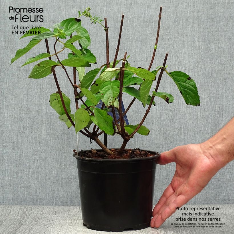 Amostra de Hortênsia paniculata Skyfall Vaso de 3 L/4 L tal como entregue no outono