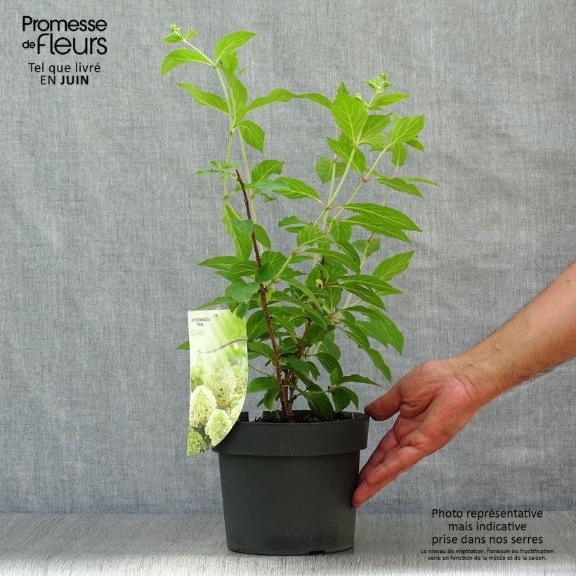 Amostra de Hortênsia paniculata Skyfall Vaso de 3 L/4 L tal como entregue no verão