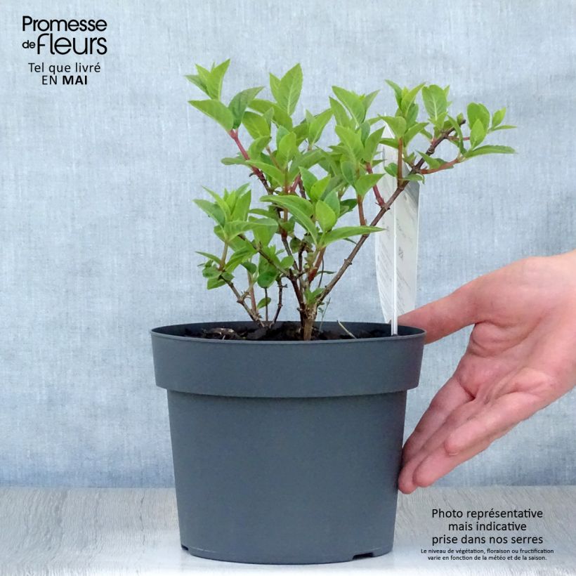 Amostra de Hortênsia paniculata Sundae Fraise Vaso de 2 L/3 L tal como entregue na primavera