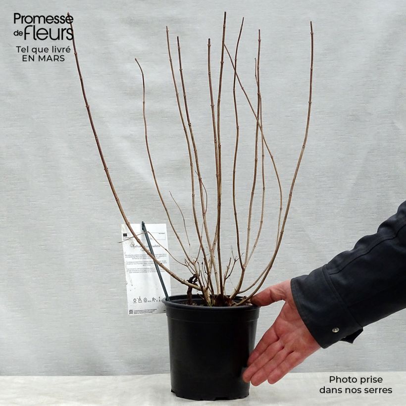 Amostra de Hortênsia paniculata Unique Vaso de 2 L/3 L tal como entregue na primavera