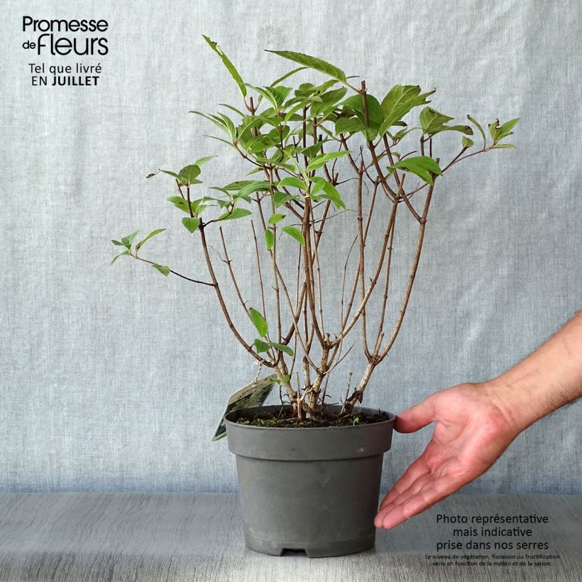 Amostra de Hortênsia paniculata Unique Vaso de 2 L/3 L tal como entregue no verão