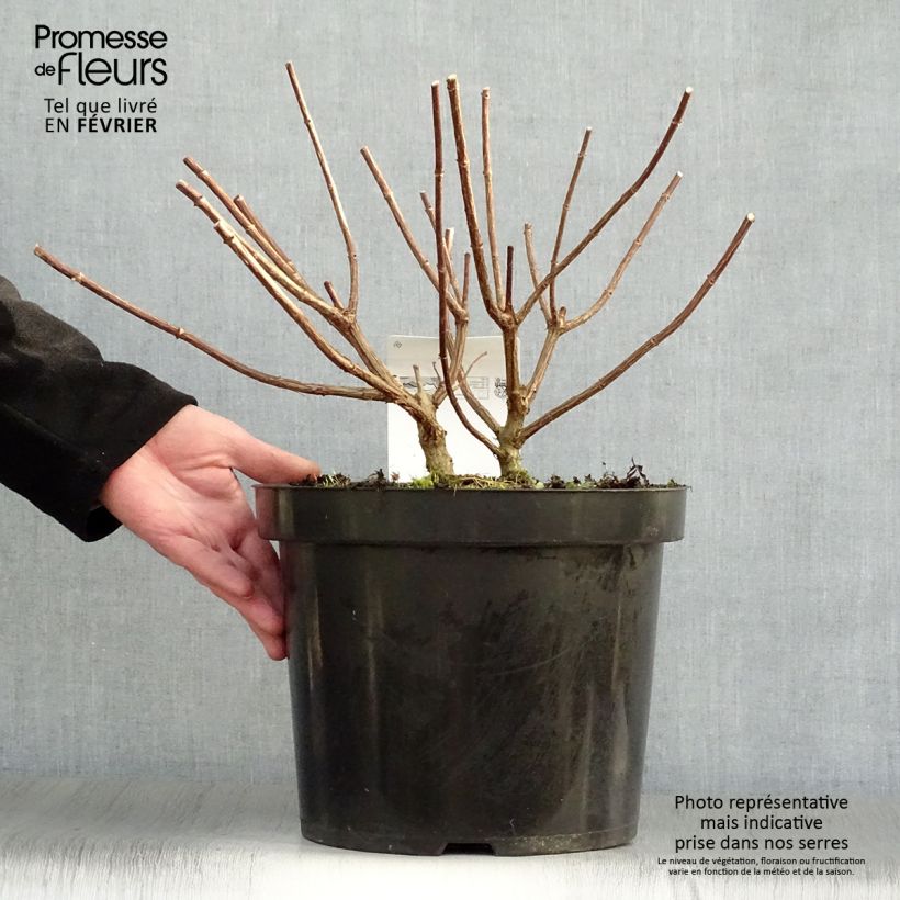 Amostra de Hortênsia paniculata Vanille Fraise Vaso de 7,5 L/10 L tal como entregue no inverno