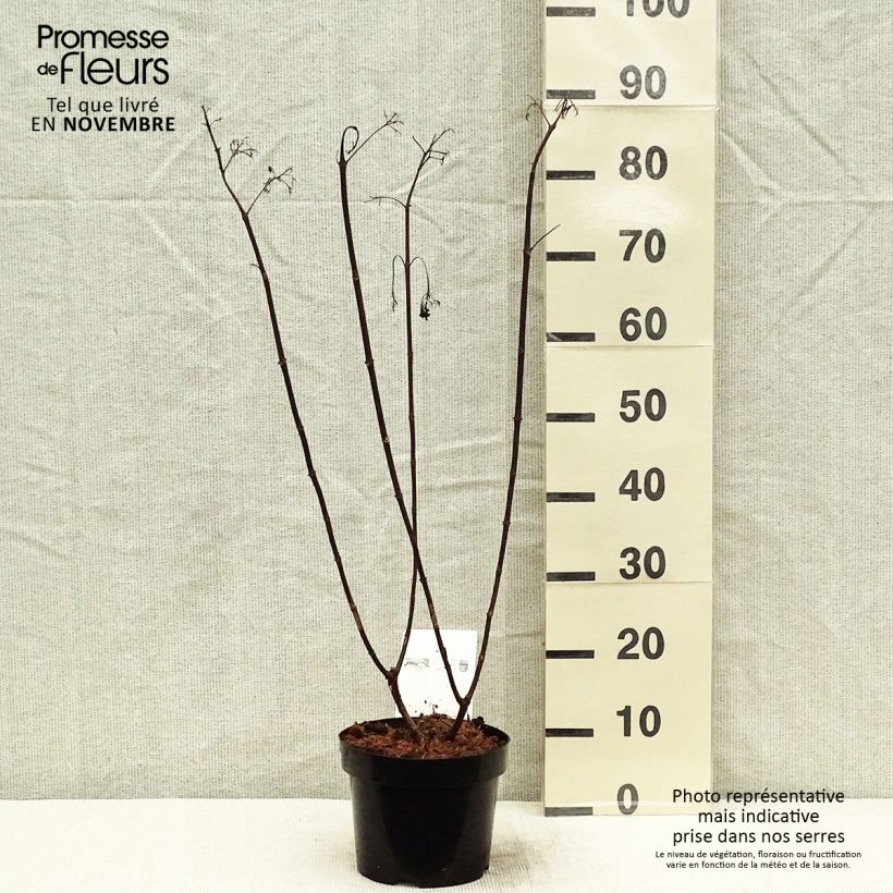 Amostra de Hortênsia paniculata Vanille Fraise Vaso de 2 L/3 L tal como entregue no outono