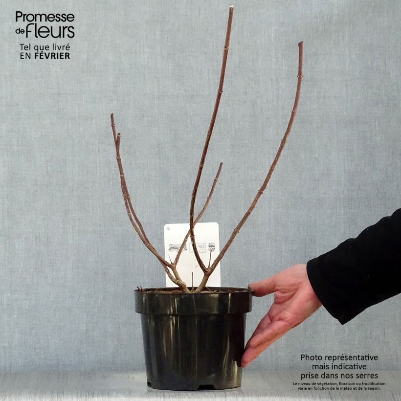 Amostra de Hortênsia paniculata Vanille Fraise Vaso de 2 L/3 L tal como entregue no inverno