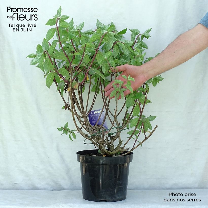 Amostra de Hortênsia paniculata Vanille Fraise Vaso de 7,5 L/10 L tal como entregue no verão
