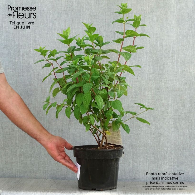 Amostra de Hortênsia paniculata White Diamonds Vaso de 3 L/4 L tal como entregue no verão