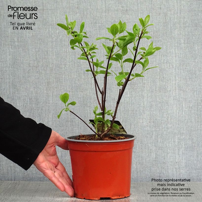 Amostra de Hortênsia paniculata White Moth Vaso de 2 L/3 L tal como entregue na primavera