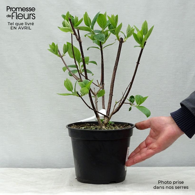 Amostra de Hortênsia paniculata Wim's Red Vaso de 3 L/4 L tal como entregue na primavera