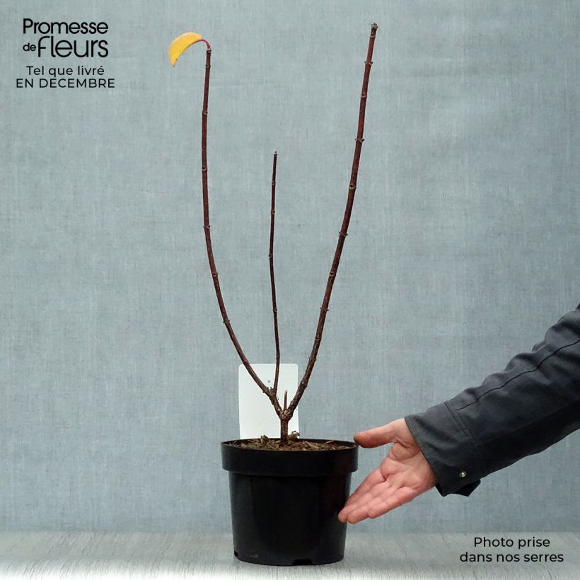 Amostra de Hortênsia paniculata Wim's Red Vaso de 3 L/4 L tal como entregue no inverno