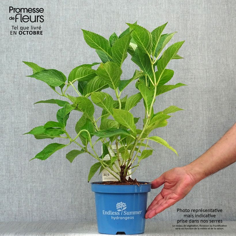 Amostra de Hortênsia paniculata Wim's Red Vaso de 3 L/4 L tal como entregue no outono