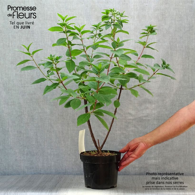 Amostra de Hortênsia paniculata Wim's Red Vaso de 3 L/4 L tal como entregue no verão