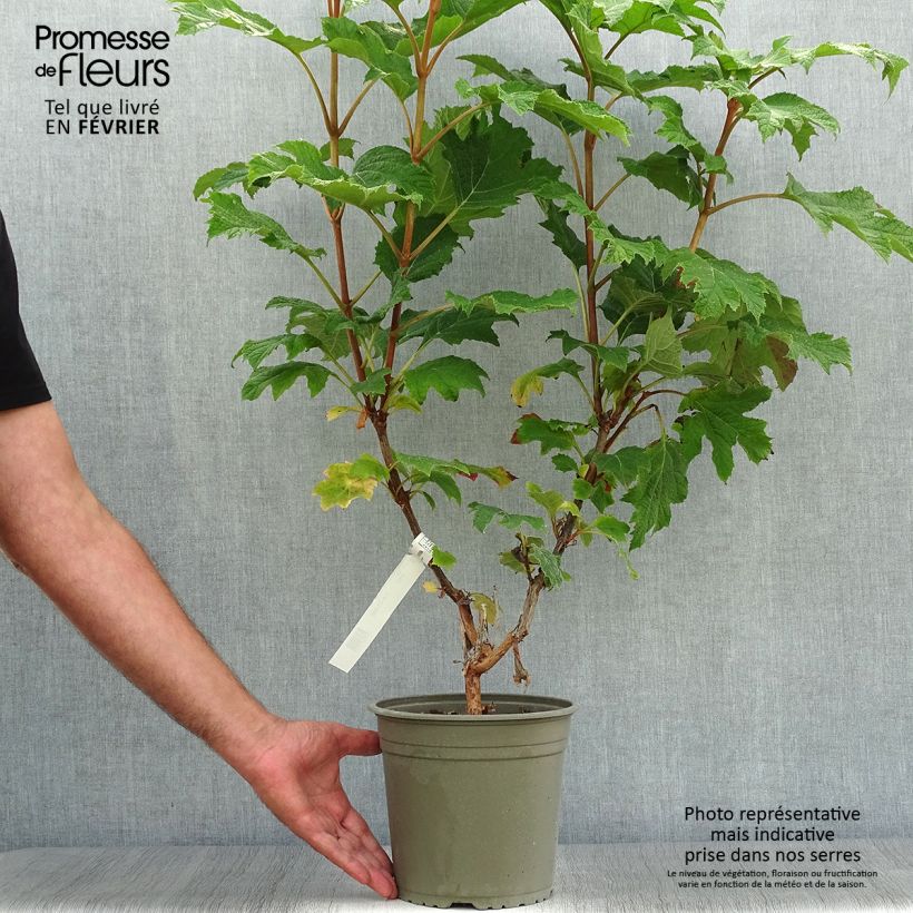 Amostra de Hortênsia quercifolia Applause Vaso de 4 L/5 L tal como entregue no outono