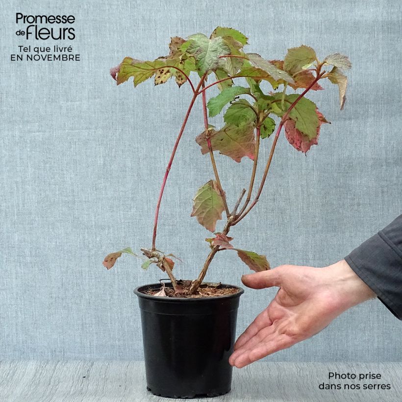 Amostra de Hortênsia quercifolia Harmony Vaso de 2 L/3 L tal como entregue no outono