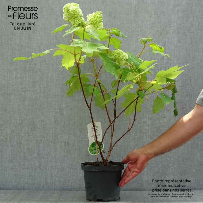 Amostra de Hortênsia quercifolia Harmony Vaso de 2 L/3 L tal como entregue no verão