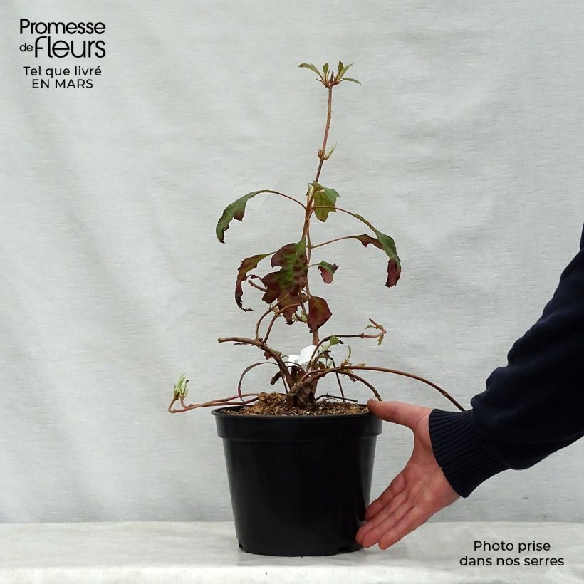 Amostra de Hortênsia quercifolia Ice Crystal Vaso de 4 L/5 L tal como entregue na primavera