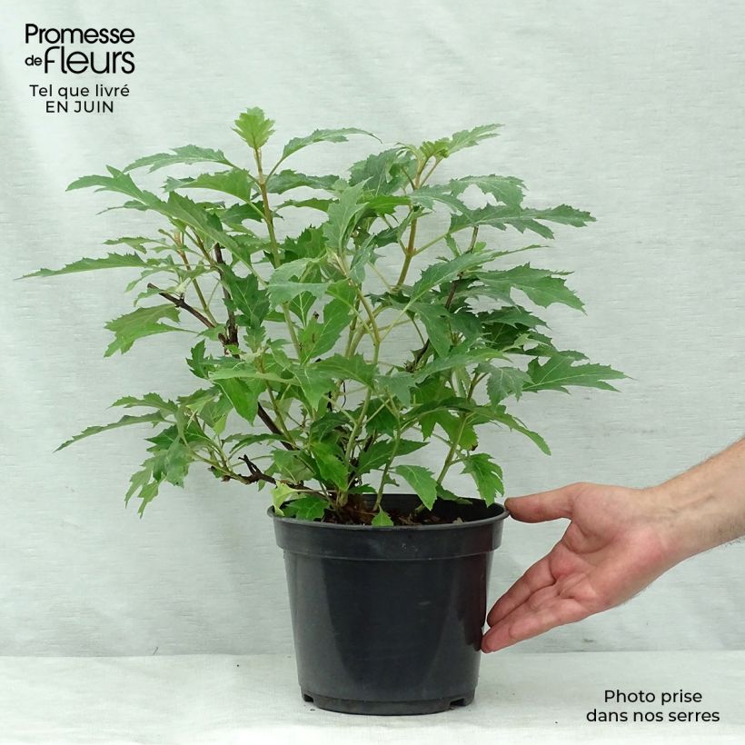 Amostra de Hortênsia quercifolia Ice Crystal Vaso de 4 L/5 L tal como entregue no verão