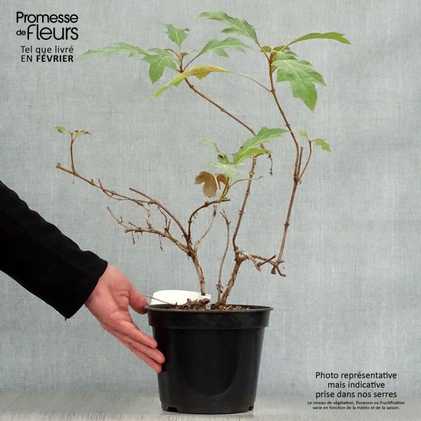 Amostra de Hydrangea quercifolia Ice Crystal - Hortensia à feuilles de chêne Vaso de 4 L/5 L tal como entregue no inverno