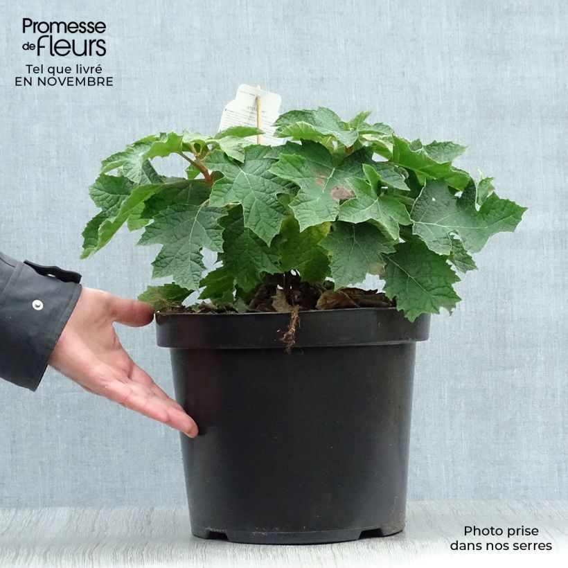 Amostra de Hortênsia quercifolia Jetstream Vaso de 6 L/7 L tal como entregue no outono