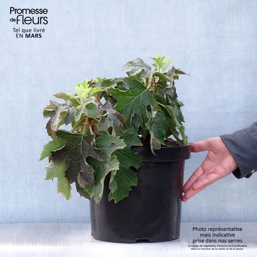 Amostra de Hortênsia quercifolia Jetstream Vaso de 6 L/7 L tal como entregue na primavera