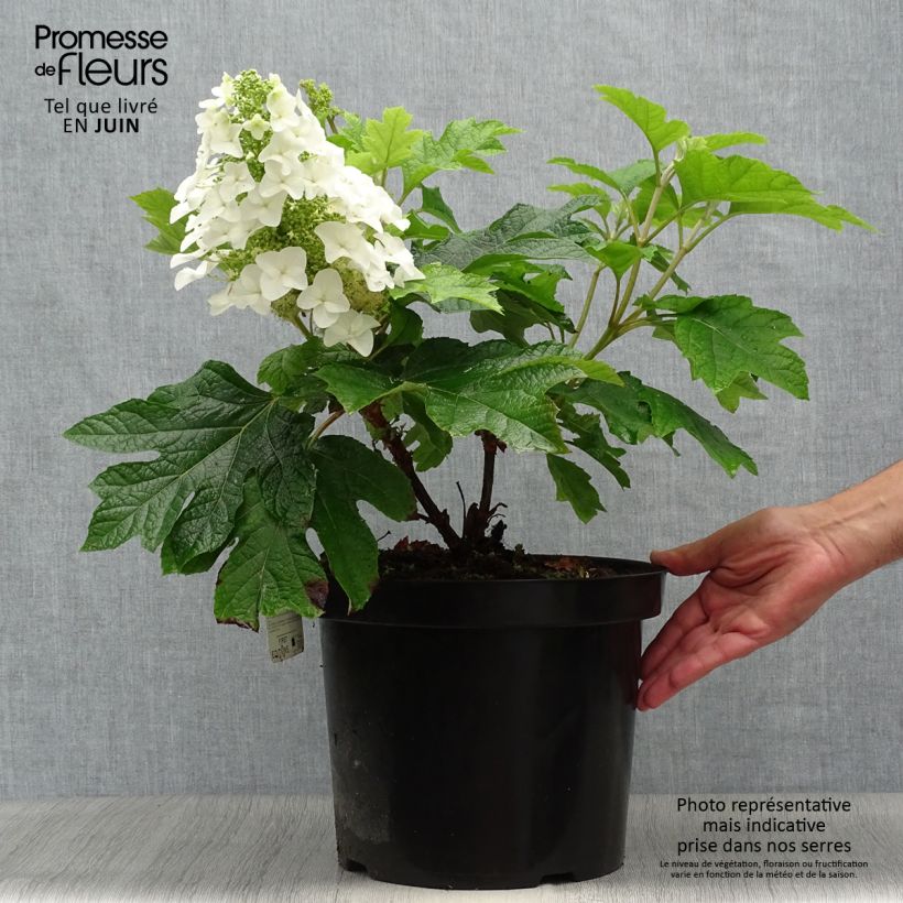 Amostra de Hortênsia quercifolia Jetstream Vaso de 6 L/7 L tal como entregue no verão