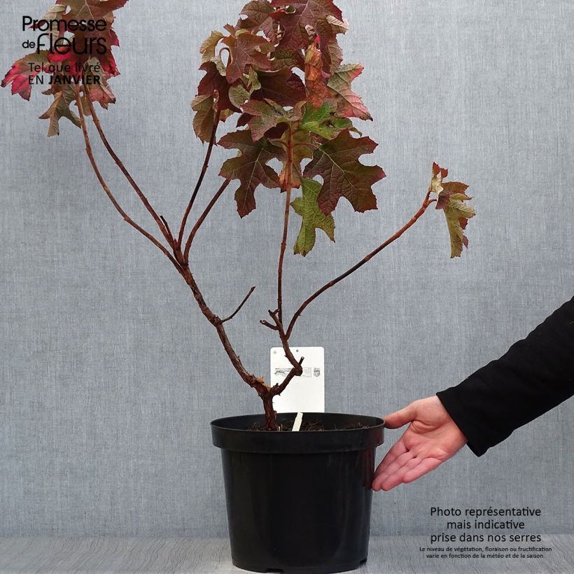 Amostra de Hydrangea quercifolia Jetstream - Hortensia à feuilles de chêne Vaso de 6 L/7 L tal como entregue no inverno