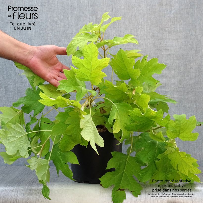 Amostra de Hortênsia quercifolia Little Honey Vaso de 4 L/5 L tal como entregue no verão