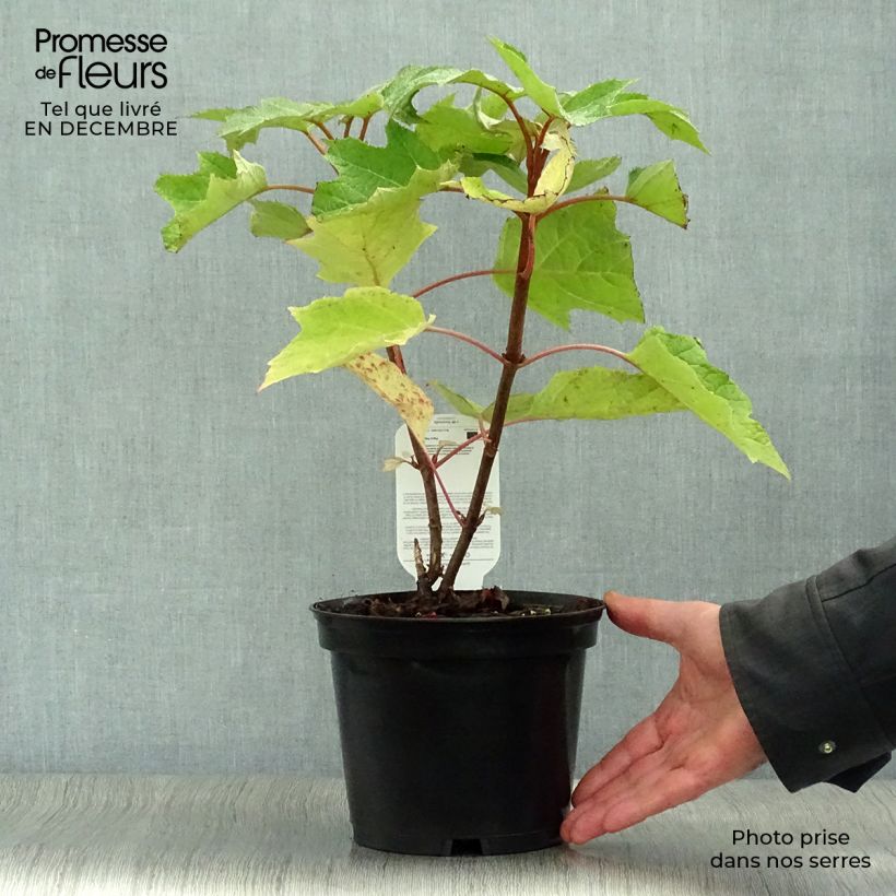 Amostra de Hydrangea quercifolia Munchkin  - Hortensia à feuilles de chêne Vaso de 2 L/3 L tal como entregue no inverno