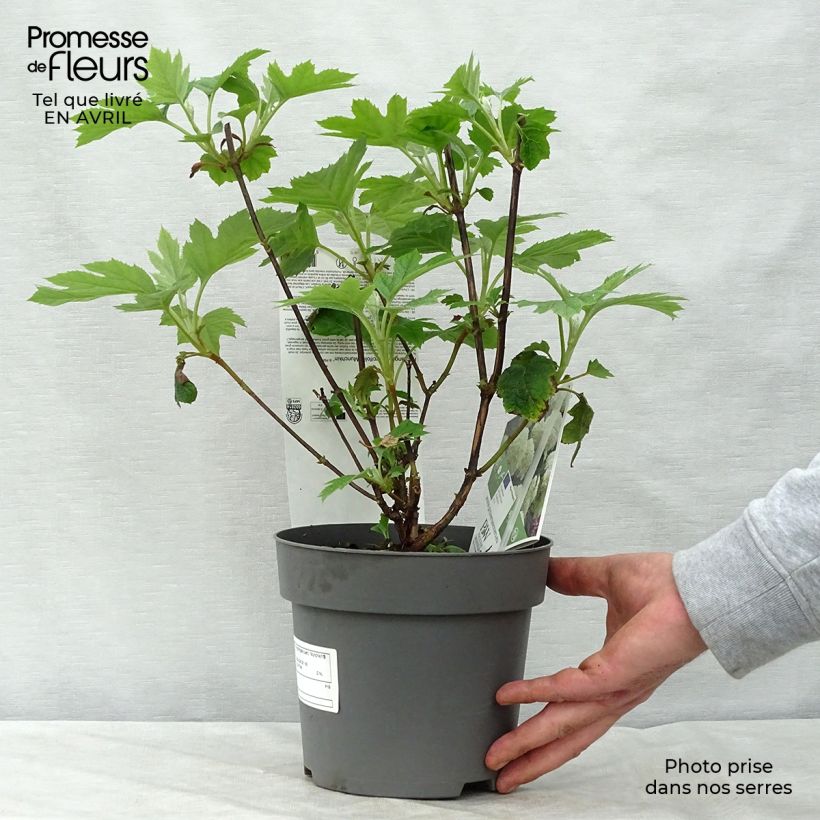 Amostra de Hortênsia quercifolia Munchkin Vaso de 2 L/3 L tal como entregue na primavera