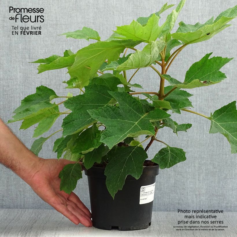 Amostra de Hortênsia quercifolia Munchkin Vaso de 2 L/3 L tal como entregue no outono