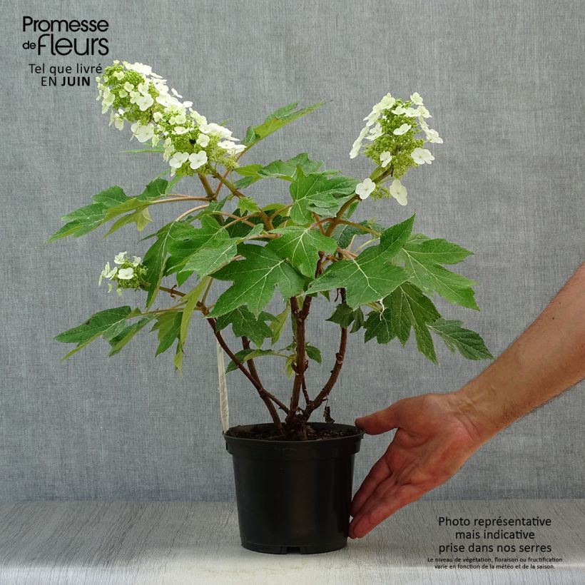 Amostra de Hortênsia quercifolia Munchkin Vaso de 2 L/3 L tal como entregue no verão
