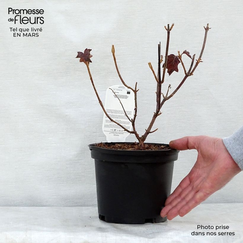 Amostra de Hortênsia quercifolia Ruby Slippers Vaso de 3 L/4 L tal como entregue na primavera