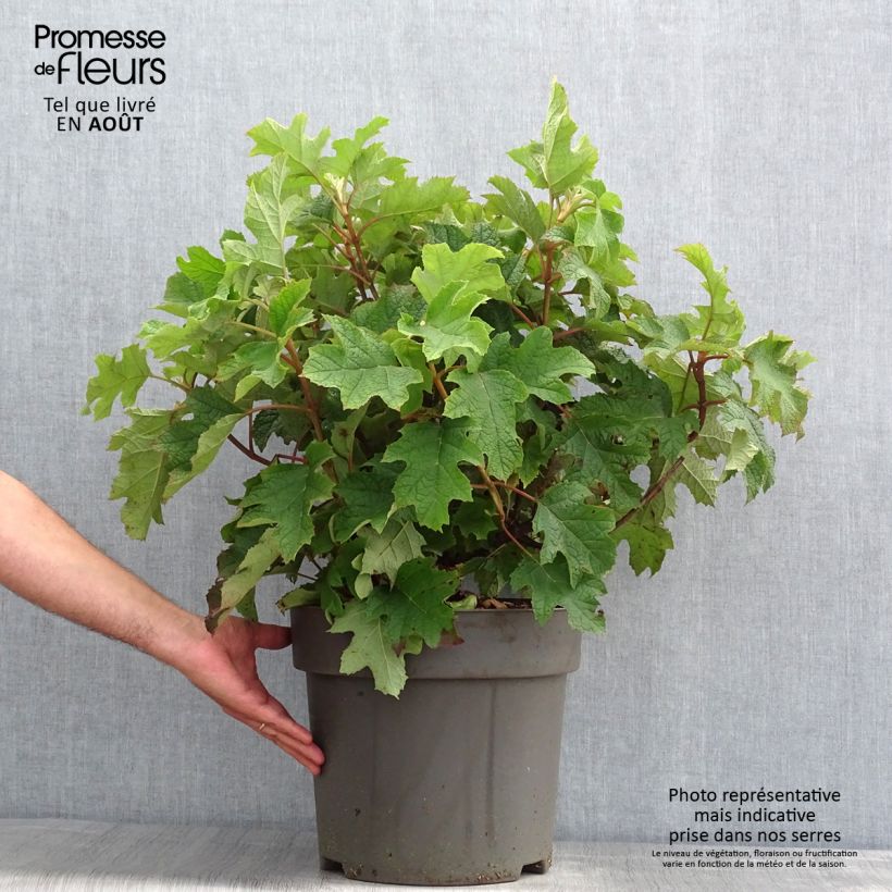 Amostra de Hortênsia quercifolia Ruby Slippers Vaso de 7,5 L/10 L tal como entregue no verão