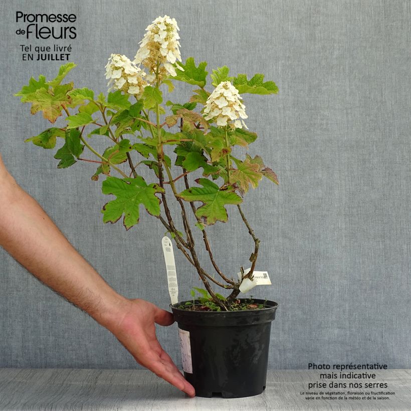 Amostra de Hortênsia quercifolia Ruby Slippers Vaso de 3 L/4 L tal como entregue no verão