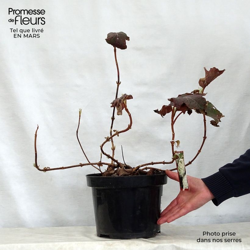 Amostra de Hortênsia quercifolia Snow Queen Vaso de 4 L/5 L tal como entregue na primavera