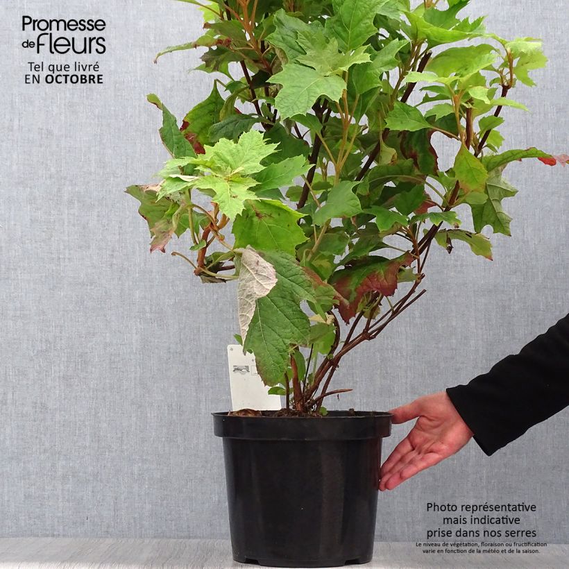 Amostra de Hortênsia quercifolia Snow Queen Vaso de 4 L/5 L tal como entregue no outono