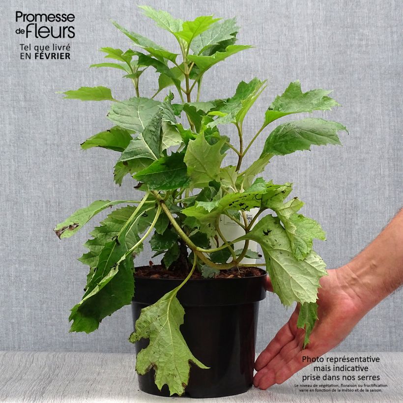 Amostra de Hortênsia quercifolia Snow Queen Vaso de 2 L/3 L tal como entregue no outono