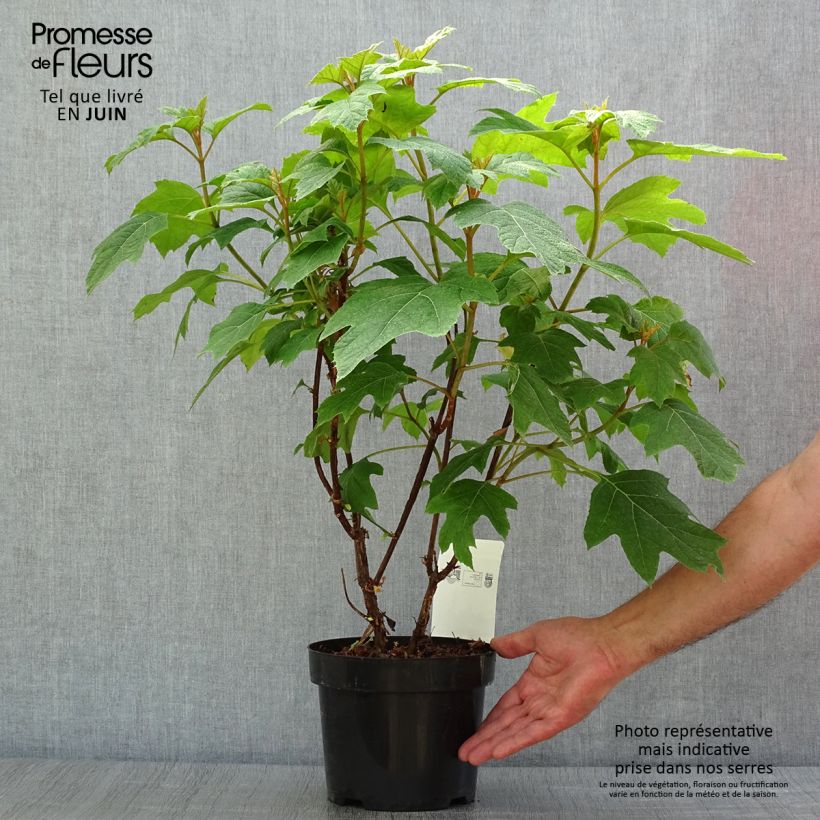 Amostra de Hortênsia quercifolia Snow Queen Vaso de 2 L/3 L tal como entregue no verão