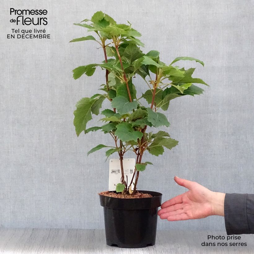 Amostra de Hydrangea quercifolia Snow Queen - Hortensia à feuilles de chêne Vaso de 2 L/3 L tal como entregue no inverno