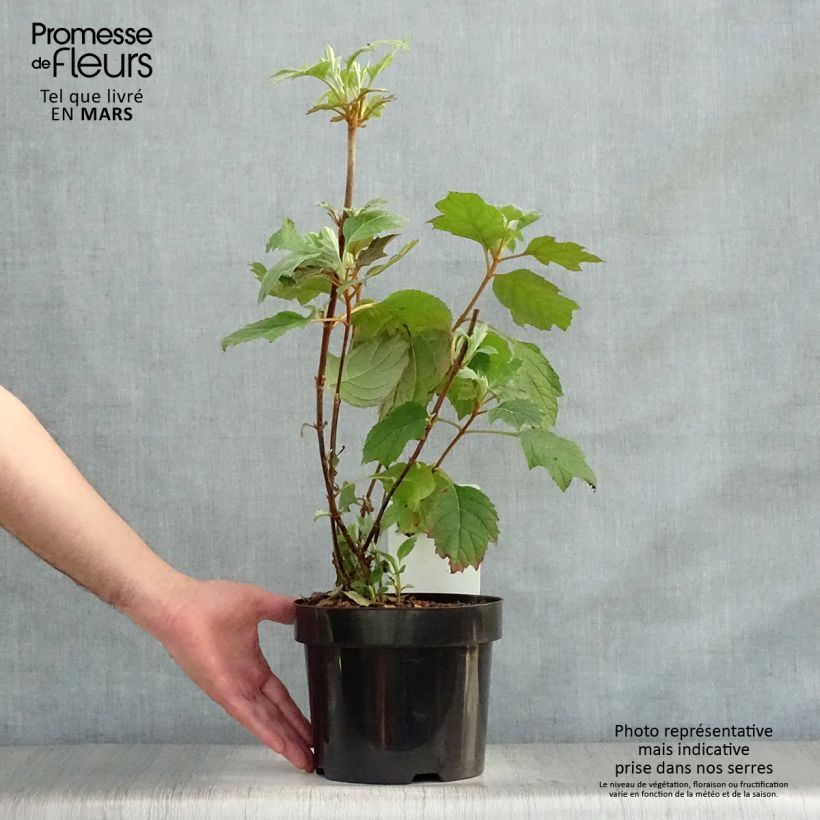 Amostra de Hortênsia quercifolia Snow Queen Vaso de 2 L/3 L tal como entregue na primavera