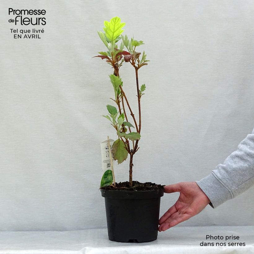 Amostra de Hortênsia quercifolia Snowflake Vaso de 3 L/4 L tal como entregue na primavera