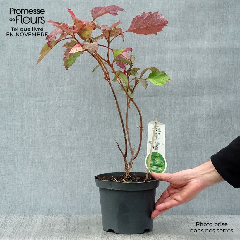 Amostra de Hortênsia quercifolia Snowflake Vaso de 3 L/4 L tal como entregue no outono