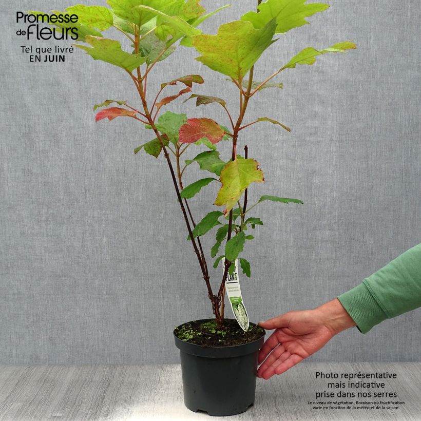 Amostra de Hortênsia quercifolia Snowflake Vaso de 3 L/4 L tal como entregue no verão