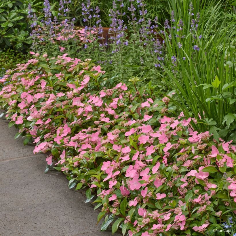 Hortênsia scandens First Love (Hábito)