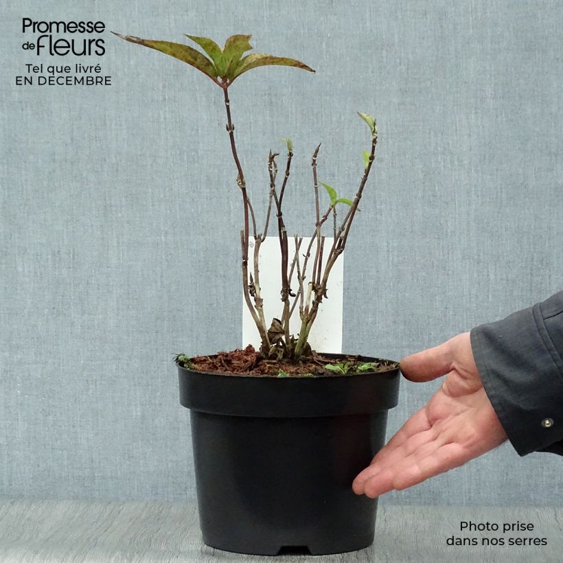 Amostra de Hortensia - Hydrangea serrata Avelroz Vaso de 2 L/3 L tal como entregue no inverno