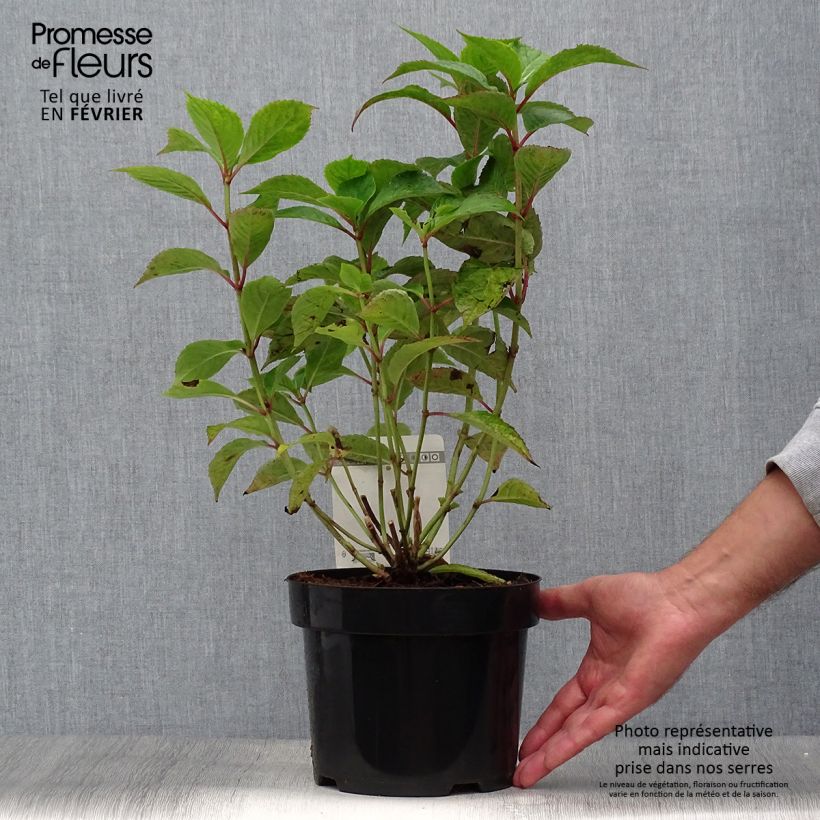 Amostra de Hortênsia serrata Avelroz Vaso de 2 L/3 L, Arbusto tal como entregue no outono