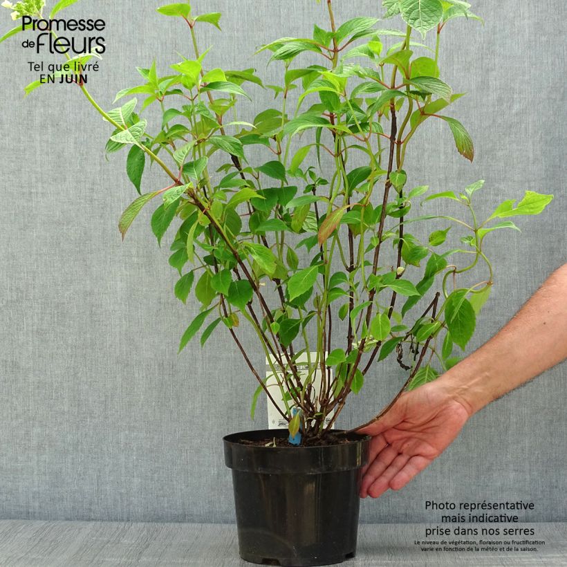 Amostra de Hortênsia serrata Avelroz Vaso de 2 L/3 L, Arbusto tal como entregue no verão