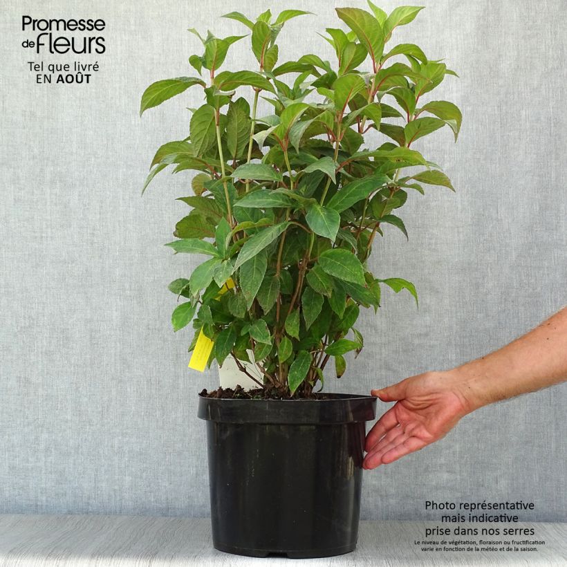 Amostra de Hortênsia serrata Avelroz Vaso de 7,5 L/10 L tal como entregue no verão